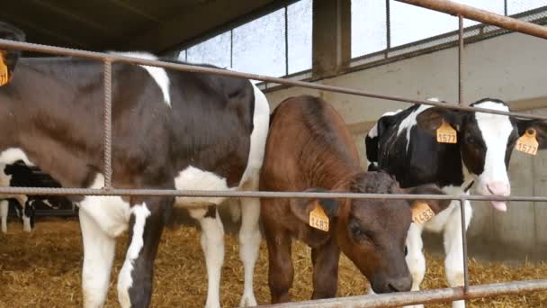 Μετά τον τοκετό, αφού ήπιε γάλα στη φάρμα. Νεαρές ασπρόμαυρες αγελάδες Χόλσταϊν σε στάβλο αγροτών. Κινεζικό zodiac, σύμβολο των εννοιών έτος. - Πλάνα, βίντεο