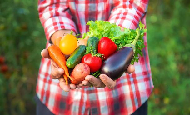 Muž farmář drží v rukou sklizeň zeleniny. Selektivní soustředění. příroda. - Fotografie, Obrázek