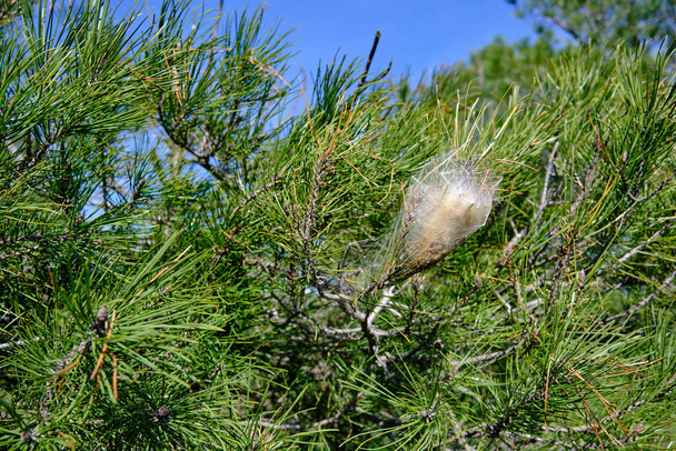 Gniazda gąsienicy procesowej sosny (Thaumetopoea pityocampa). Te gąsienice ćmy atakują i zjadają igły sosnowe., - Zdjęcie, obraz