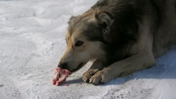 Πεινασμένο όμορφο άστεγο σκυλί τρώει ένα κόκκαλο στο χιόνι το χειμώνα - Πλάνα, βίντεο