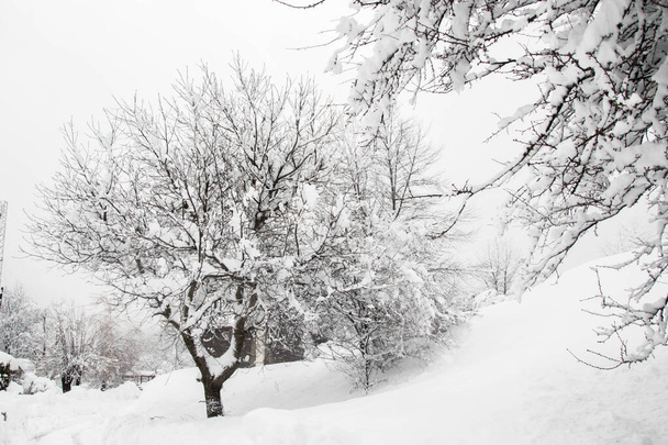 Bosque de invierno, paisaje montañoso en invierno, árboles cubiertos de nieve. Balneario de invierno Smolyan, Bulgaria, Montañas Rhodope - Foto, imagen