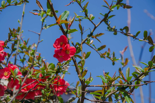 Red Flower spiny Shrub - Chaenomeles speciosa on blue sky background, spring season, beautiful springtime, tiny colorful red flowers - Blossoms of Japanese Quince  - Photo, Image