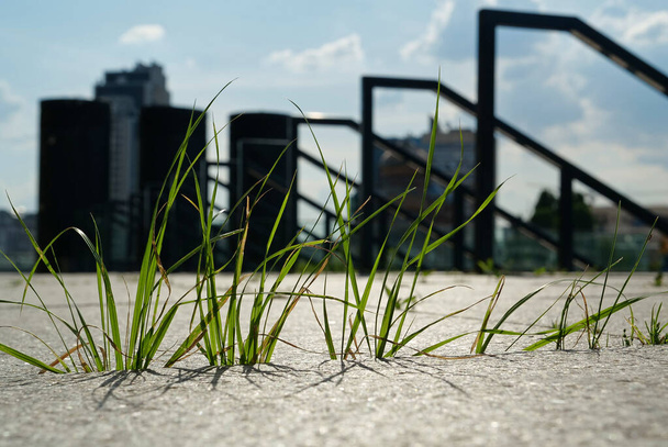 Trawa rośnie z betonowych płyt chodnika w mieście - Zdjęcie, obraz