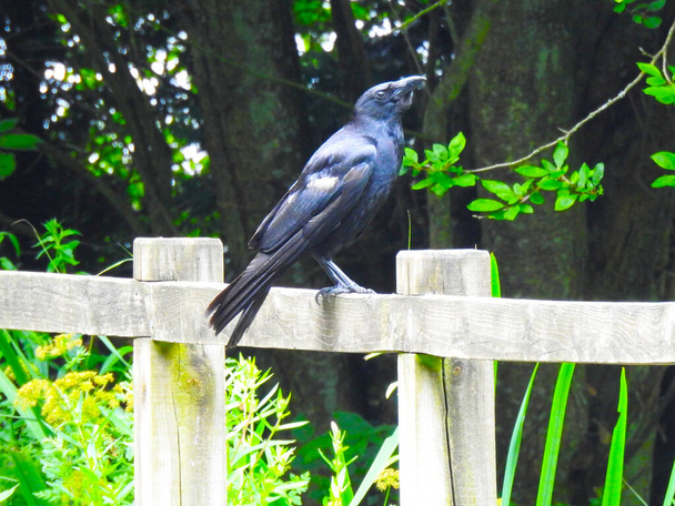 L'uccello è in piedi su una ringhiera di legno  - Foto, immagini