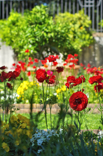 um jardim com várias flores coloridas - Foto, Imagem