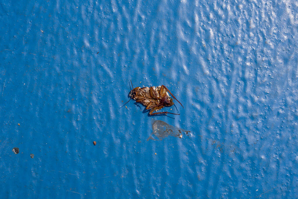 Тараканы лежали мертвые на голубом бетонном полу. - Фото, изображение