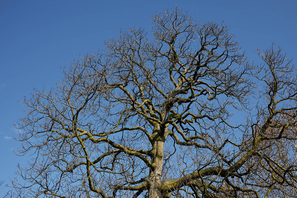 Aesculus hippocastanum árbol en invierno - Foto, Imagen