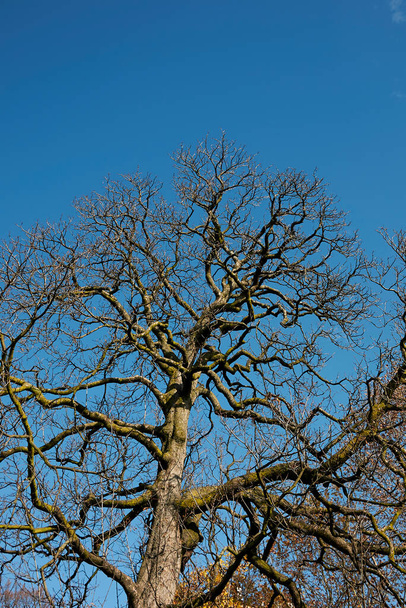Aesculus hippocastanum albero in inverno - Foto, immagini