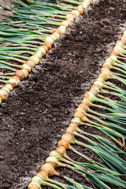 Cosecha de cebolla fresca madura orgánica libre de pesticidas en el suelo. Establecer en una fila exterior para secar naturalmente antes del almacenamiento. Hortalizas saludables. - Foto, Imagen