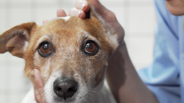 Tierärztin überprüft Ohren von entzückendem Jack Russell Terrier-Hund - Foto, Bild