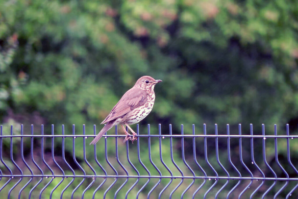           Portrét drozda sedícího na svařeném drátěném plotě - Fotografie, Obrázek