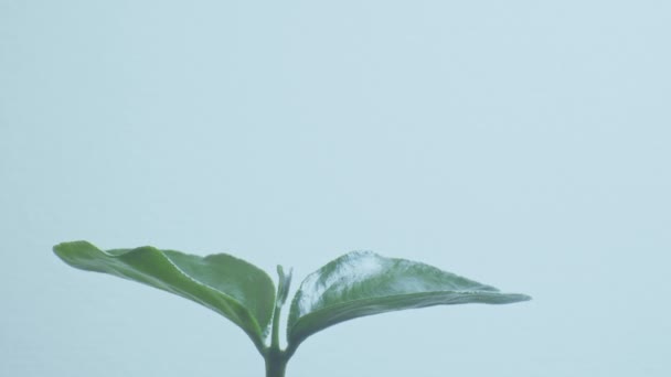 Houseplant se zelenými listy rostoucími na bílém pozadí. Časový odstup rychlého růstu. - Záběry, video