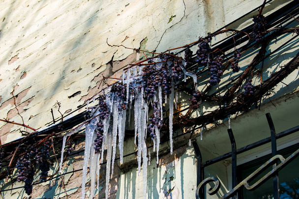 Zimą. Bardzo zimno. Mrożone dzikie winogrona pokryte śniegiem i soplami lodowymi. - Zdjęcie, obraz
