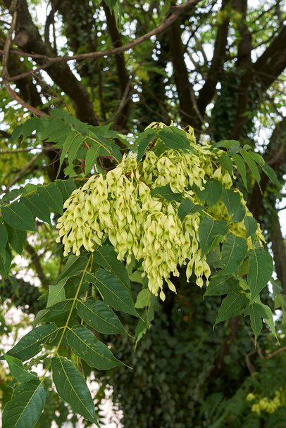 Pohled na závod Ailanthus altissima - Fotografie, Obrázek