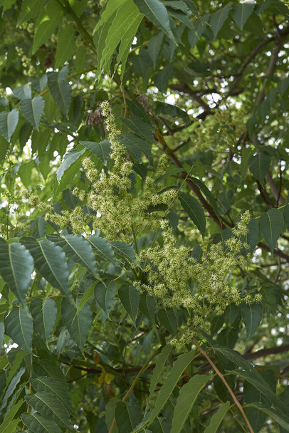 Άποψη του άνθους του Ailanthus altissima - Φωτογραφία, εικόνα