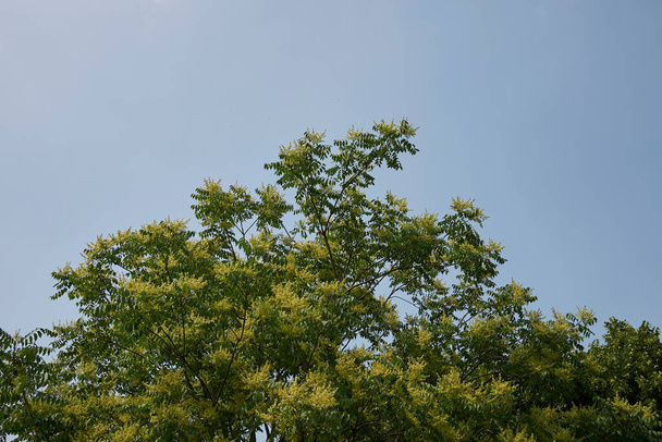 Vista de Ailanthus altissima blossom - Foto, imagen