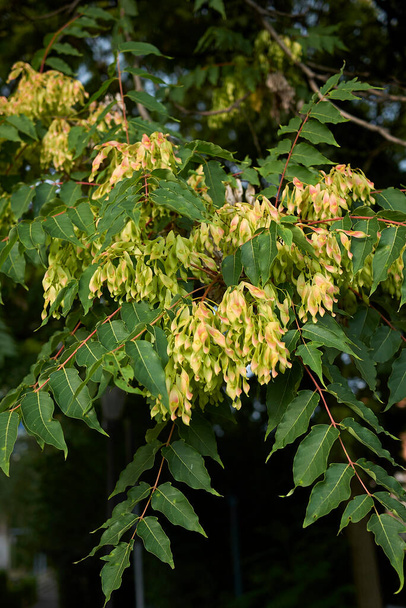 καρπός του Ailanthus altissima - Φωτογραφία, εικόνα
