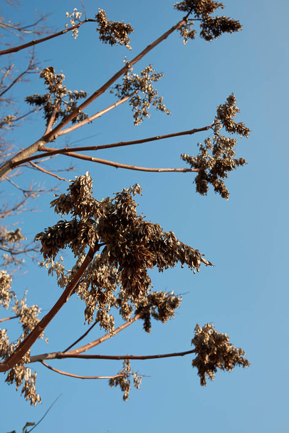 Ailanthus altissima frutos secos - Foto, imagen