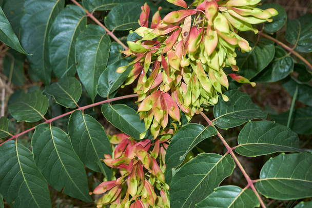 fresh colorful fruit of Ailanthus altissima tree - Photo, Image