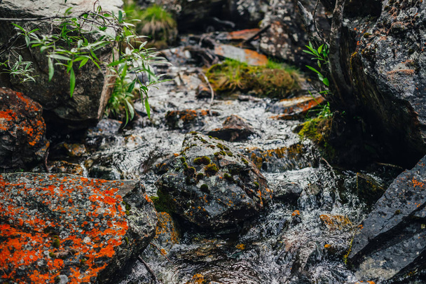 Beautiful mountain creek among rocks. Atmospheric landscape with stones with mosses and lichens in small river. Mossy boulders in cascades of mountain creek. Green plants above water stream in wilds. - Photo, Image
