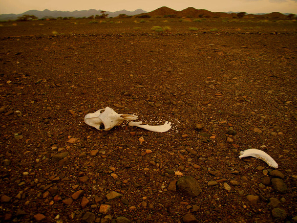 Λευκά οστά στην κατάμαυρα κόκκινη καφέ έρημο του Ομάν..                                - Φωτογραφία, εικόνα