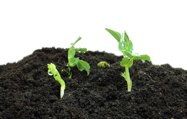 土壌でエンドウ豆の芽 - 写真・画像