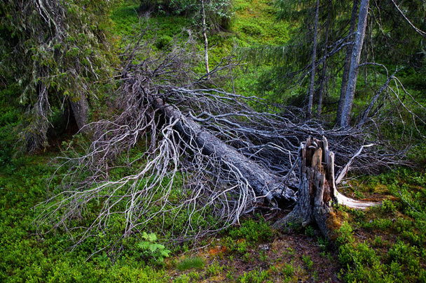 Um velho tronco Spruce caído em uma floresta de crescimento antigo do Parque Nacional Riisitunturi, no norte da Finlândia. - Foto, Imagem