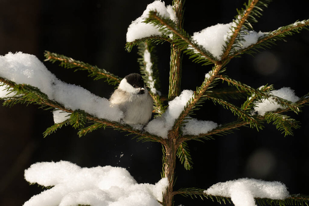 Small European woodland bird Willow tit, Poecile montanus perched on a really snowy spruce branch during a winter day in Estonian forest. - Photo, Image