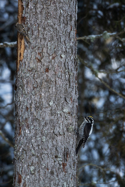 Two woodland birds - Male Eurasian three-toed woodpecker, Picoides tridactylus and Eurasian treecreeper, Certhia familiaris on a tree in an old-growth forest of Estonia. - Photo, Image