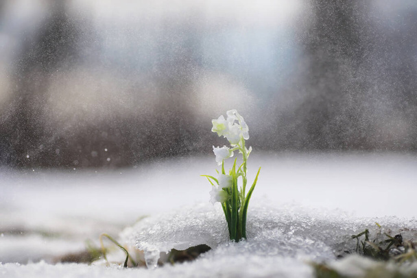 Ensimmäiset kevään kukat. Metsän lumikellot kasvavat lumesta. Laakson valkoinen lilja kevään auringon ensimmäisten säteiden alla. - Valokuva, kuva