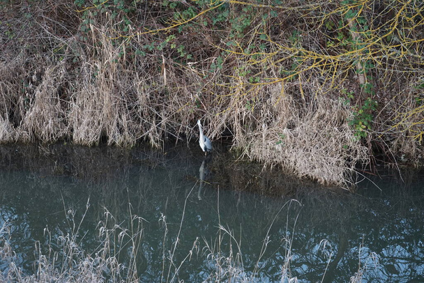 Garza en el agua del río Wuhle en febrero. La garza gris, Ardea cinerea, es una especie de ave paseriforme de la familia Ardeidae. Berlín, Alemania - Foto, Imagen
