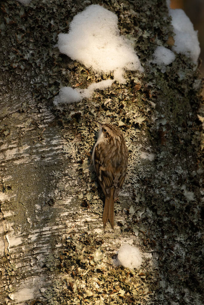Small winter bird Eurasian treecreeper (Certhia familiaris) looking for food in a snowy boreal forest in Estonia on a sunny afternoon. - Photo, Image