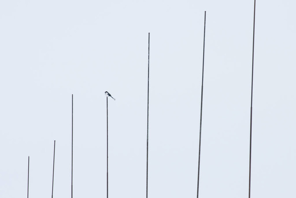 Minimalistyczny strzał euroazjatyckiej sroki, Pica pica siedzącej na szczycie bieguna w środowisku miejskim w Estonii. - Zdjęcie, obraz