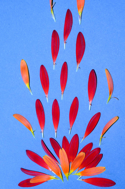 composición de hermosos pétalos de flor de gerberas sobre fondo colorido, concepto de primavera, vista cercana   - Foto, imagen