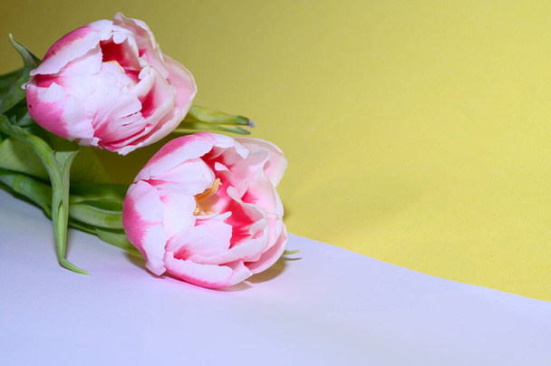 piękne tulipany na kolorowym tle, wiosenna koncepcja, widok z bliska   - Zdjęcie, obraz