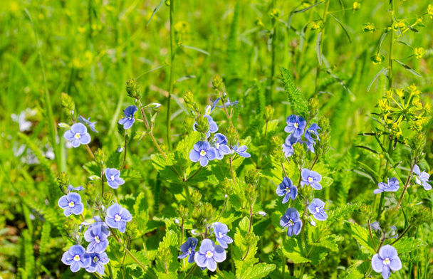 Pequeñas flores azules de primavera primrose Veronica hamedris germander speedwell, ojo de pájaro veronica, ojos de gato en hierba verde. - Foto, Imagen