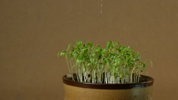 Watering microgreens in ceramic pot. Seed germination at home. Vegetarian and healthy eating concept. Close up.  - Footage, Video