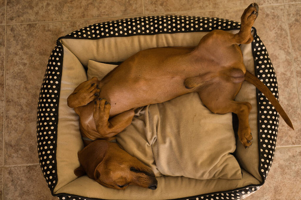 Beautiful purebred dachshund dog, also called a teckel, Viennese dog, or sausage dog, napping on a dog bed. Dog sleeping. funny - Photo, Image