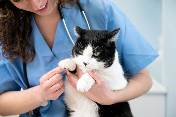 Gyönyörű női orvos állatorvos tartja egy aranyos fehér macska a kezét állatorvosi klinikán és mosolygós. - Fotó, kép