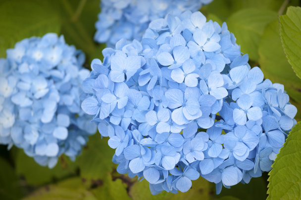  Blaue Hortensien - Foto, Bild