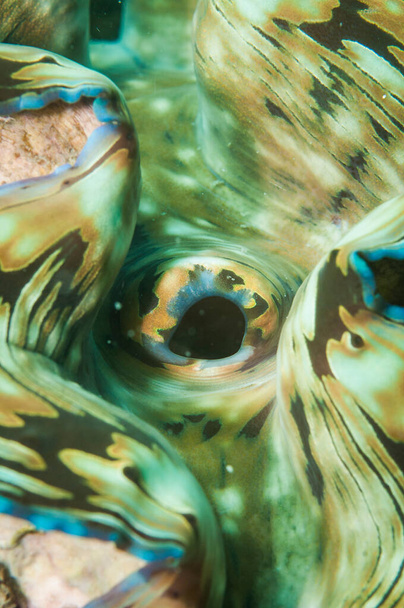 Amêijoa gigante, Tridacna gigas, textura de molusco bivalve - Foto, Imagem