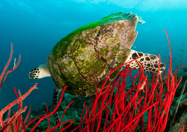 Falcões faturam tartaruga marinha, nadam no oceano na Tailândia - Foto, Imagem