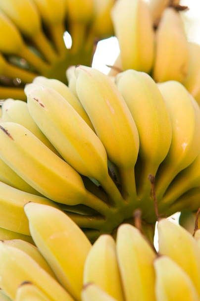 tuore kasa banaaneja  - Valokuva, kuva