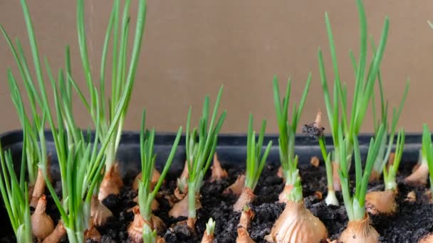 Watering green onions in a box on the windowsill. Home growing. Vegetarian and healthy eating concept. Close up. - Footage, Video