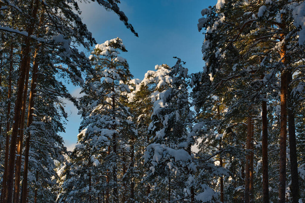 Un paisaje de un bosque de invierno con pinos altos y pintorescos abundantemente cubiertos de nieve, como espuma, en un día soleado y helado contra un cielo azul. - Foto, imagen