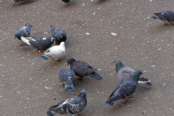 Mnoho holubů a holubů na městské ulici - Fotografie, Obrázek