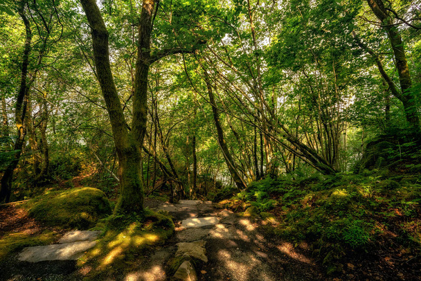 Racines couvertes de mousse dans la forêt. Belles racines entrelacées d'arbres couverts de mousse et de verdure dans la forêt. - Photo, image