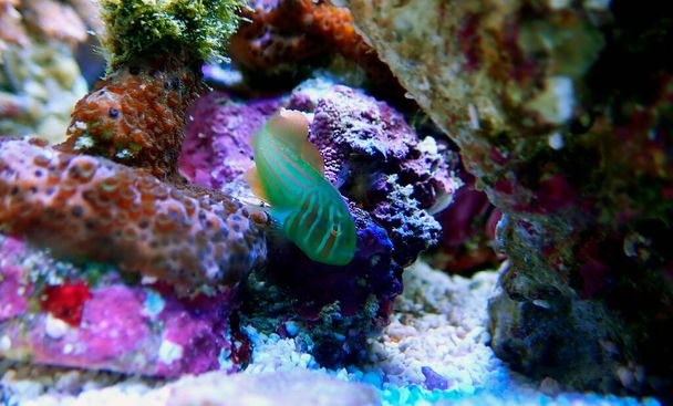 Zielony Clown Coral Goby - Gobiodon histrio - Zdjęcie, obraz