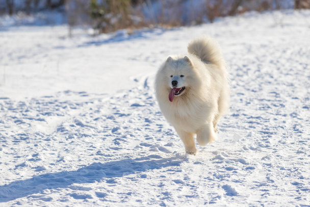 Samoyed - Samoyed schöne Rasse sibirischen weißen Hund. Der Hund läuft auf einer schneebedeckten Straße und streckt die Zunge heraus. Es liegen schneebedeckte Büsche herum. - Foto, Bild