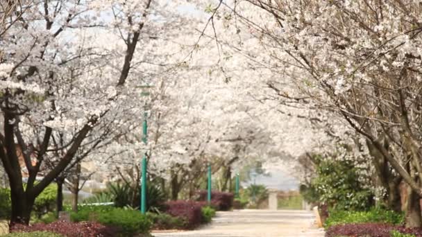 Cseresznyevirág, sakura - Felvétel, videó